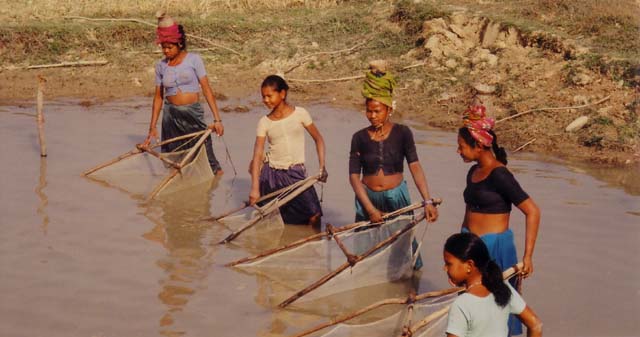 Taru tribal women fishing in the traditional way in a waterhole at the edge
